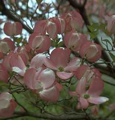 Cornus nut