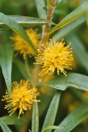 Gilbweiderich