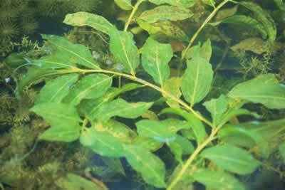 Potamogeton