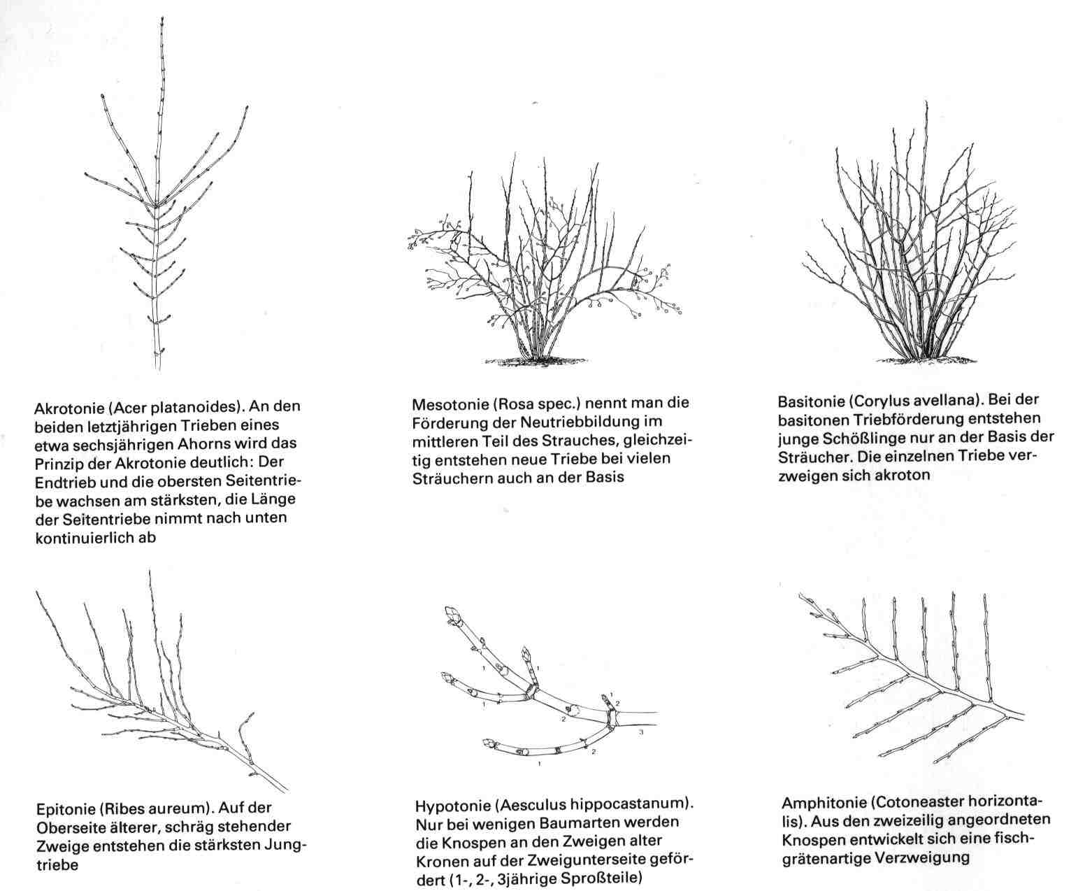 Graf Gartenbau 3065 Bolligen Bern.Wir planen, bauen und pflegen Ihren